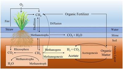 Carbon footprint research and mitigation strategies for rice-cropping systems in China: a review